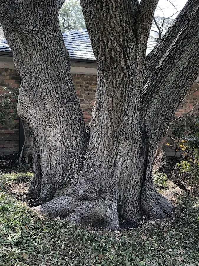 Mature heritage tree close to a Gladstone property cared for by certified arborists